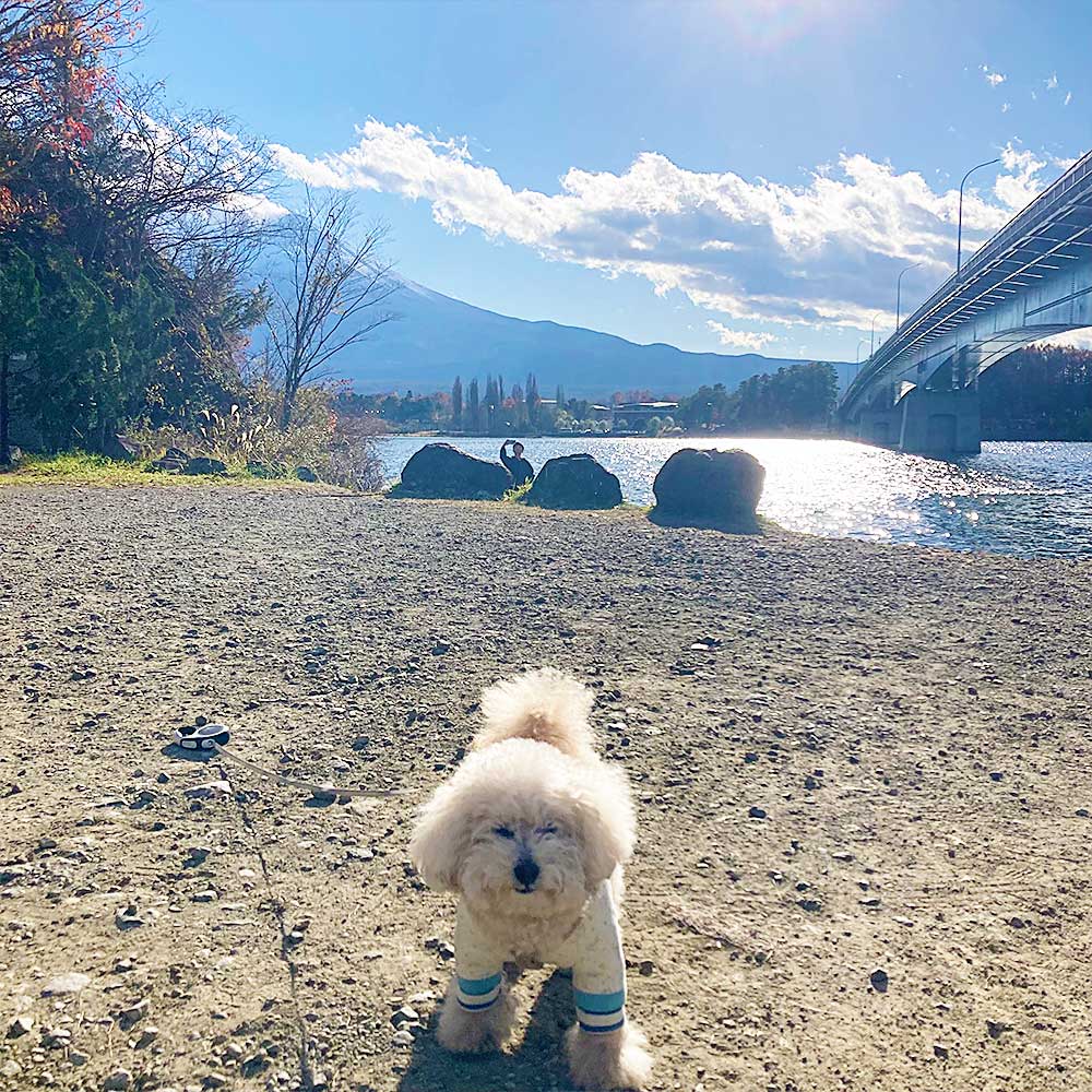 河口湖　犬旅行
